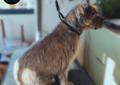 Un chien de race Cairn Terrier assis et de profil, qui a été toiletté en épilation.