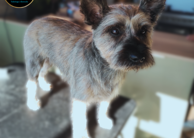 Un chien de race Cairn Terrier debout et de trois quart, qui a été toiletté en épilation. Résultat final
