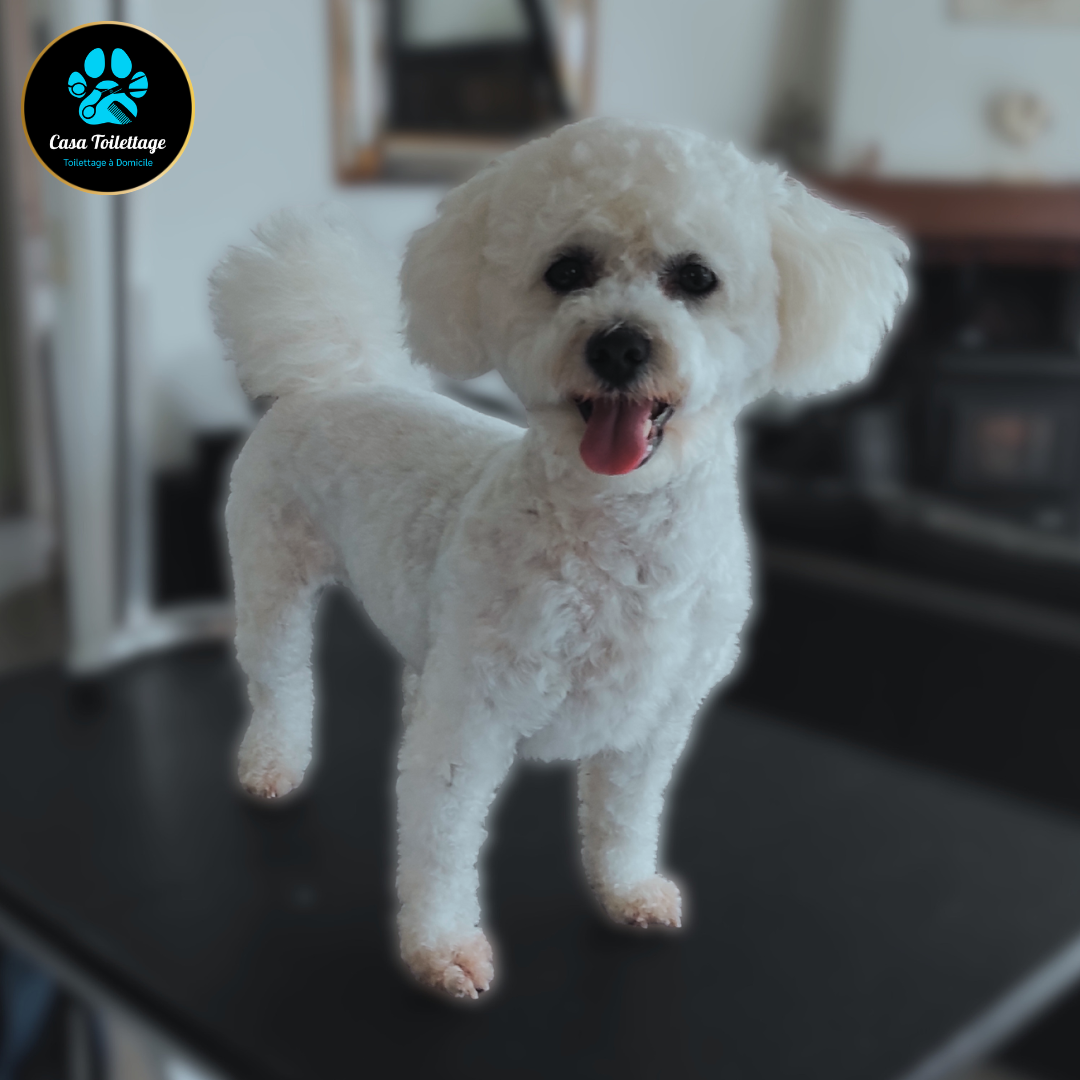 Bichon Frisé tondu à 1cm. Photo de face. Le chien est blanc et debout.